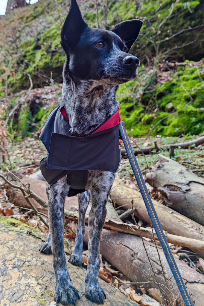 Rennsteig mit Hund - Wanderpfötchen Lola trägt zum ersten Mal ihre Regenjacke Easy Rain
