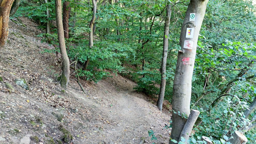 Auf idyllischen Waldwegen von Bingen zum Camping Lauschhütte - Soonwaldsteig mit Hund und Zelt