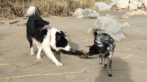 Hundbegegnung am Strand