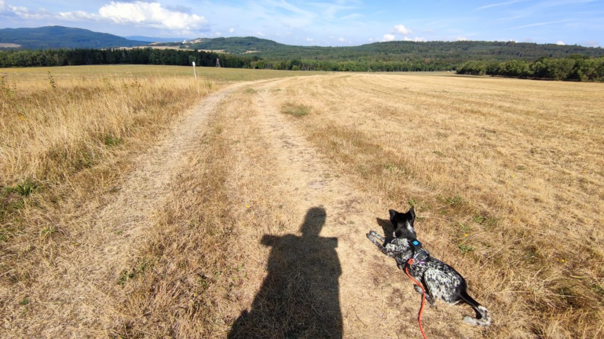 Offene Flächen heißt Sonne und Hitze auf dem Soonwaldsteig mit Hund