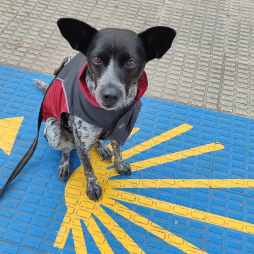 Packliste Hund - Pilgerhund Lola auf dem Jakobsweg in Pamplona