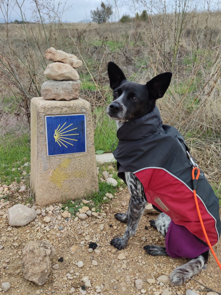 Pulli plus Jacke für das Pilgerpfötchen - Pilgern im Winter mit Hund