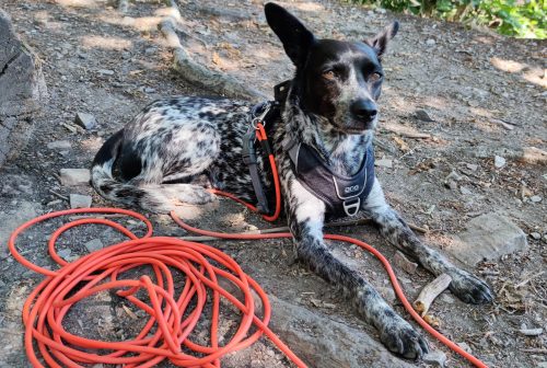 Biothane Schleppleine fürs Fernwandern mit Hund