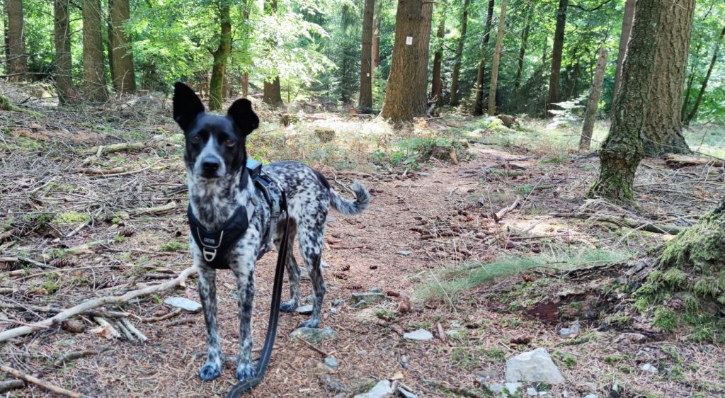 Hund Lola findet das Wandern auf den Waldwegen vom Soonwaldsteig prima