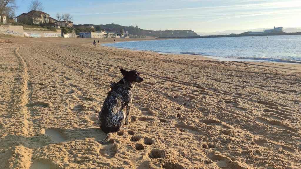 Stadtstrand in Santander - Hunde verboten, aber im Dezember ist nichts los