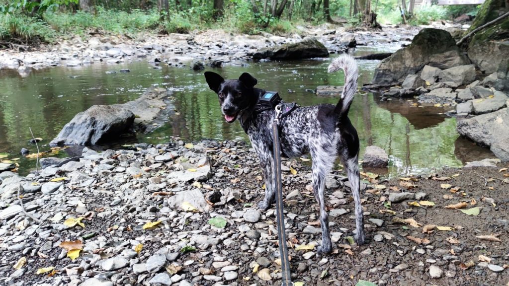 ...mein Hund hält nichts vom Baden im Fluss am Soonwaldsteig